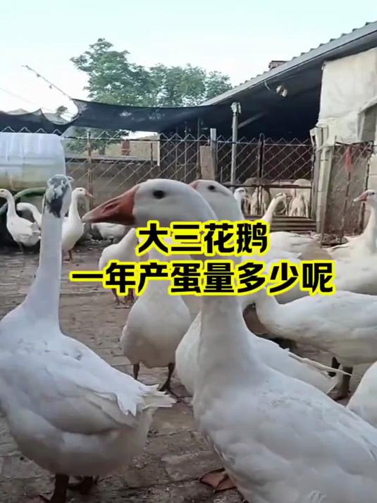 大三花鹅一年产蛋量有多少?搞养殖的都想知道,来看看