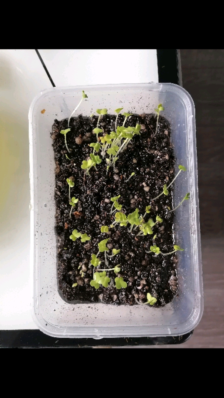 自己种的油麦菜发芽过程