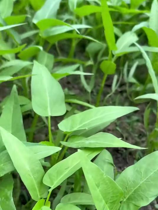 节水型空心菜,籽粒抗旱基因强,半月不浇水照样长