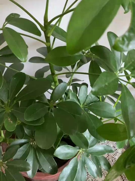 鸭掌木叶片上招虫该怎么办呢?