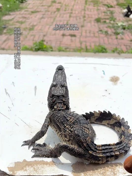 我做鳄鱼骨骼标本这手艺算是一点没丢！