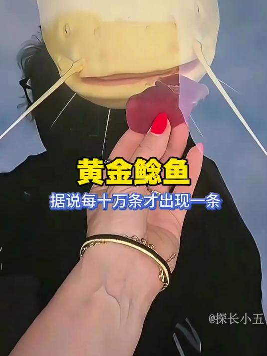 黄金鲶鱼,据说每10万条才出现一条