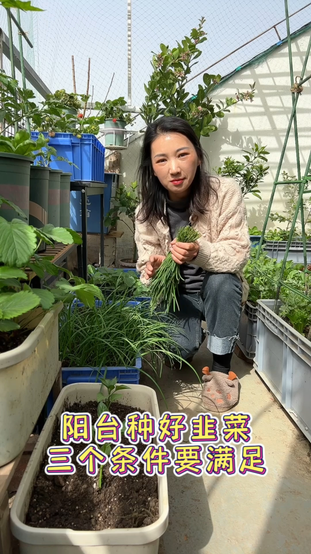 阳台盆栽韭菜长势旺,三点养护要做好～
