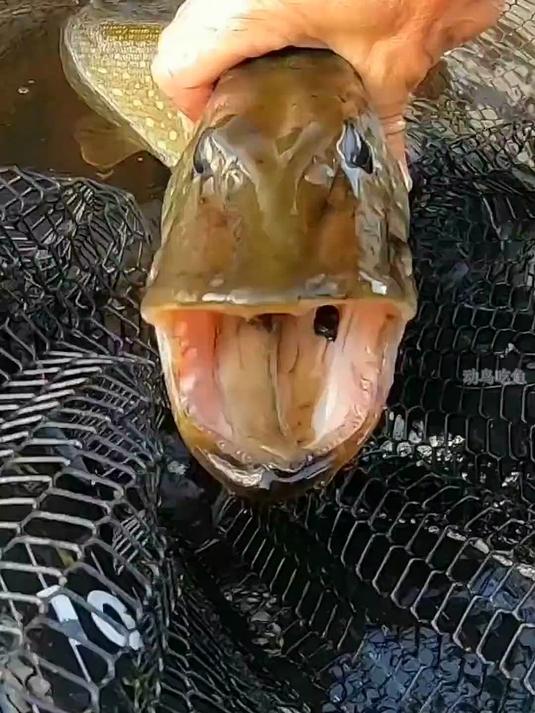 狗鱼嘴巴真的大