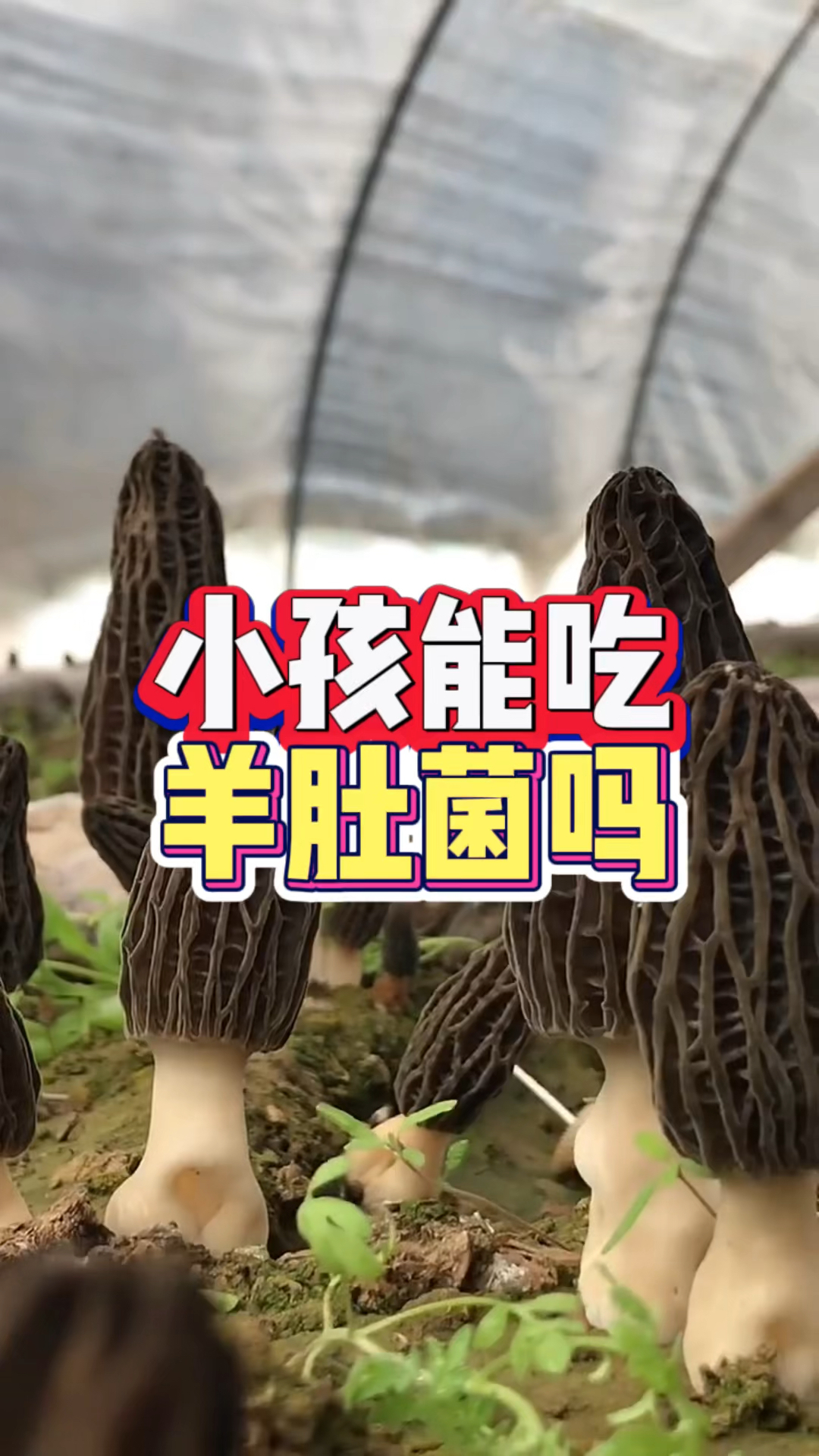 小孩能吃羊肚菌吗!