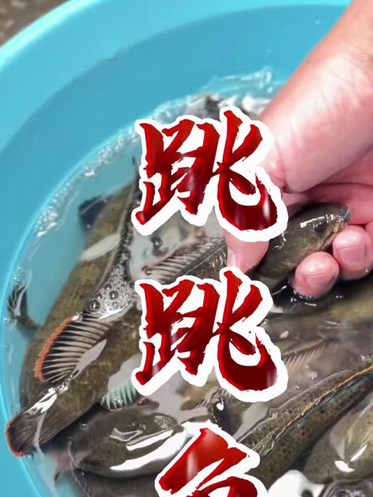 跳跳鱼，又叫蛇鱼，又叫石钢鳅。煮清汤鲜甜，小刺多！