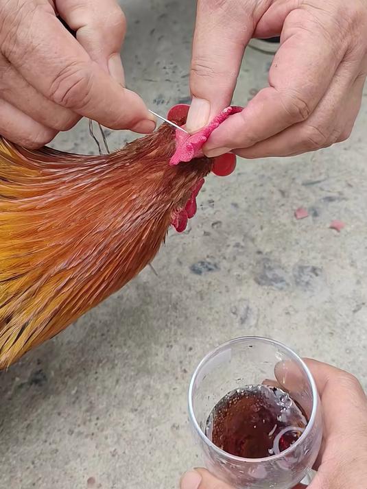 鸡冠血酒