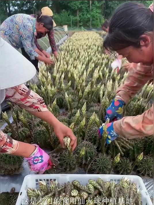天鹅蛋，一种可以食用的仙人球，它的花也是可以吃的