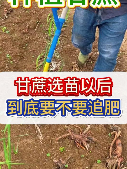 甘蔗高产种植技术大揭秘