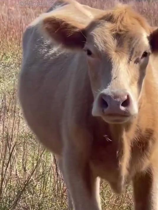 黄牛的身上和头上长了两个巨大的肉疙瘩,兽医说里面全是细菌
