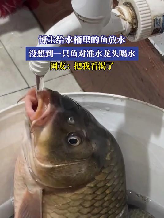 博主给水桶里的鱼放水,没想到一只鱼对准水龙头喝水