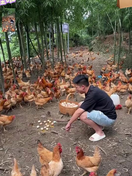 农家散养土鸡蛋！蛋黄绵密蛋香浓，新鲜现捡现发