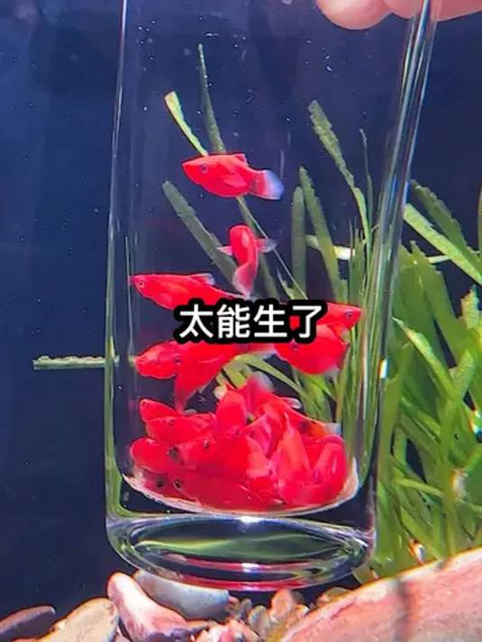 过年养鱼为啥选米奇鱼?喜庆好看易养活