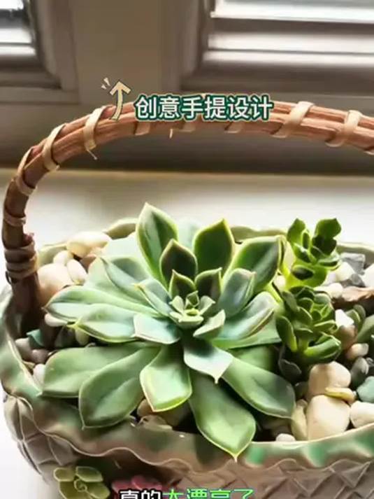 手提花篮设计,多肉植物绝佳搭配,轻松造专属花园