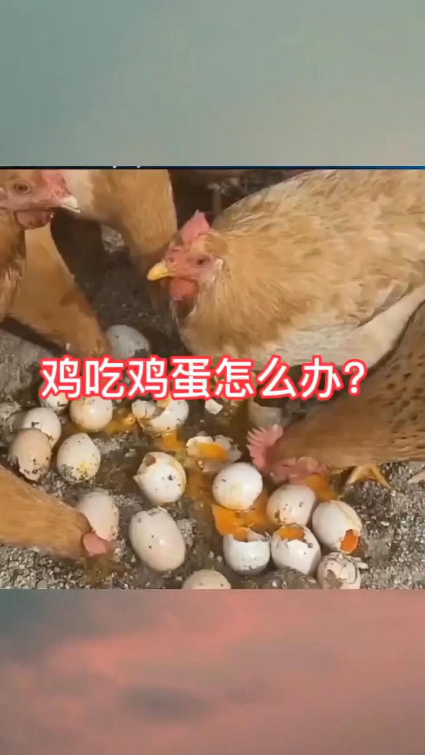 鸡吃鸡蛋怎么办