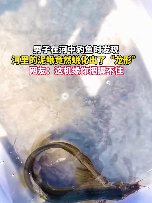 男子在河中钓鱼时发现，河里的泥鳅竟然蜕化出了“龙形”