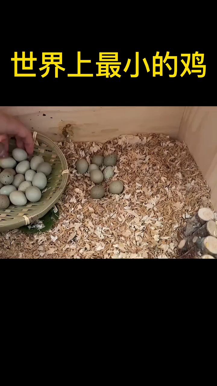 世界上体型最小的鸡塞拉玛鸡