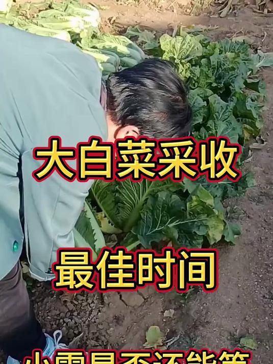 大白菜采收最佳时间