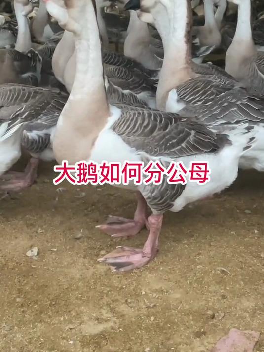 你知道大鹅怎样分公母吗