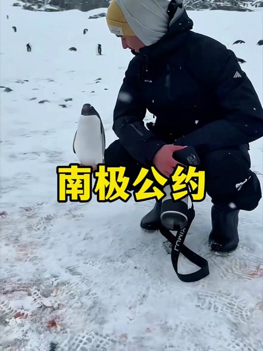 为什么在南极不能乱摸企鹅?