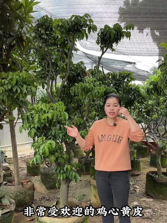 酸酸甜甜的鸡心黄皮 深受两广人喜爱 树形优美 四季常绿果树 黄皮