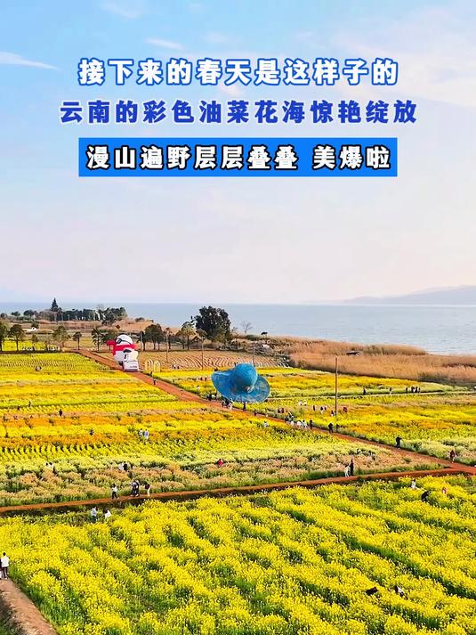 接下来的春天是这样子的,云南的彩色油菜花海惊艳绽放,漫山遍野层层叠叠 美爆啦