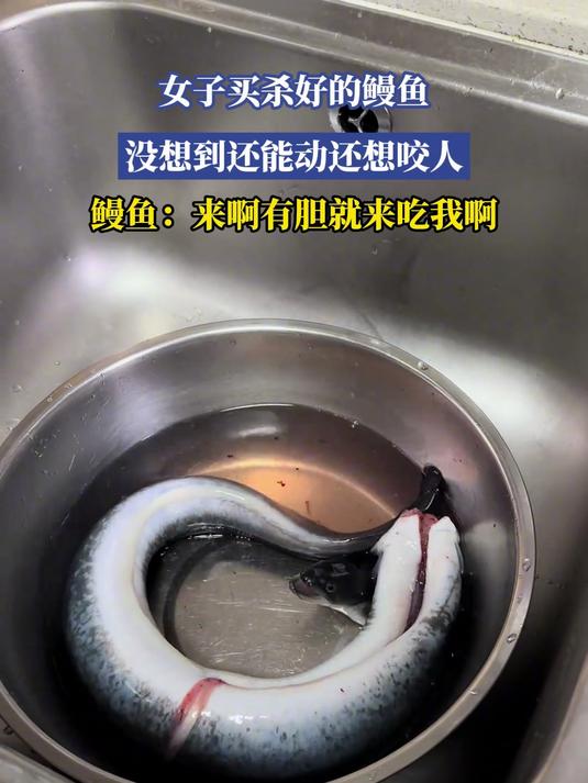 女子买杀好的鳗鱼,没想到还想咬人,鳗鱼:来啊有胆就来吃我啊