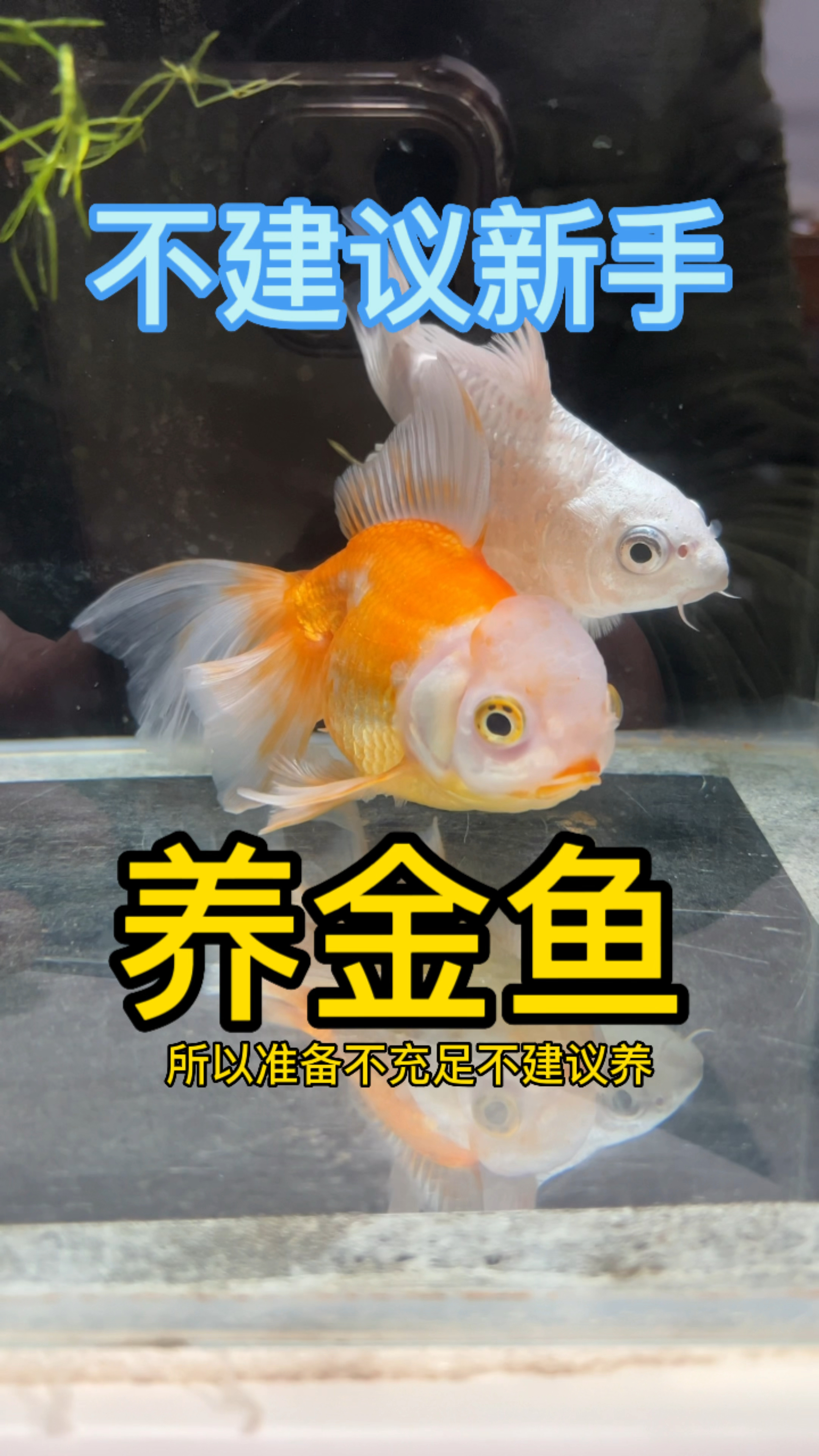 不建议养金鱼的原因