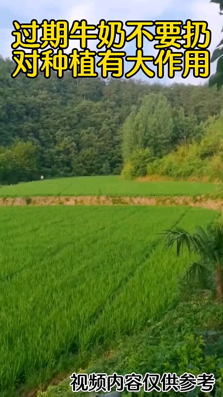 过期牛奶不要扔,对种植有大作用