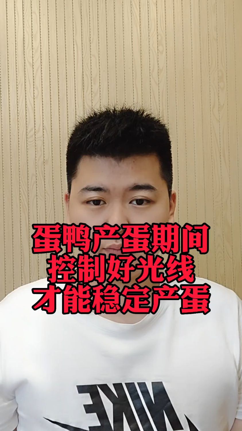 #蛋鸭产蛋光线要求多少蛋鸭产蛋前的光照管理蛋鸭的光照多长时间蛋鸭光照要求多少小时