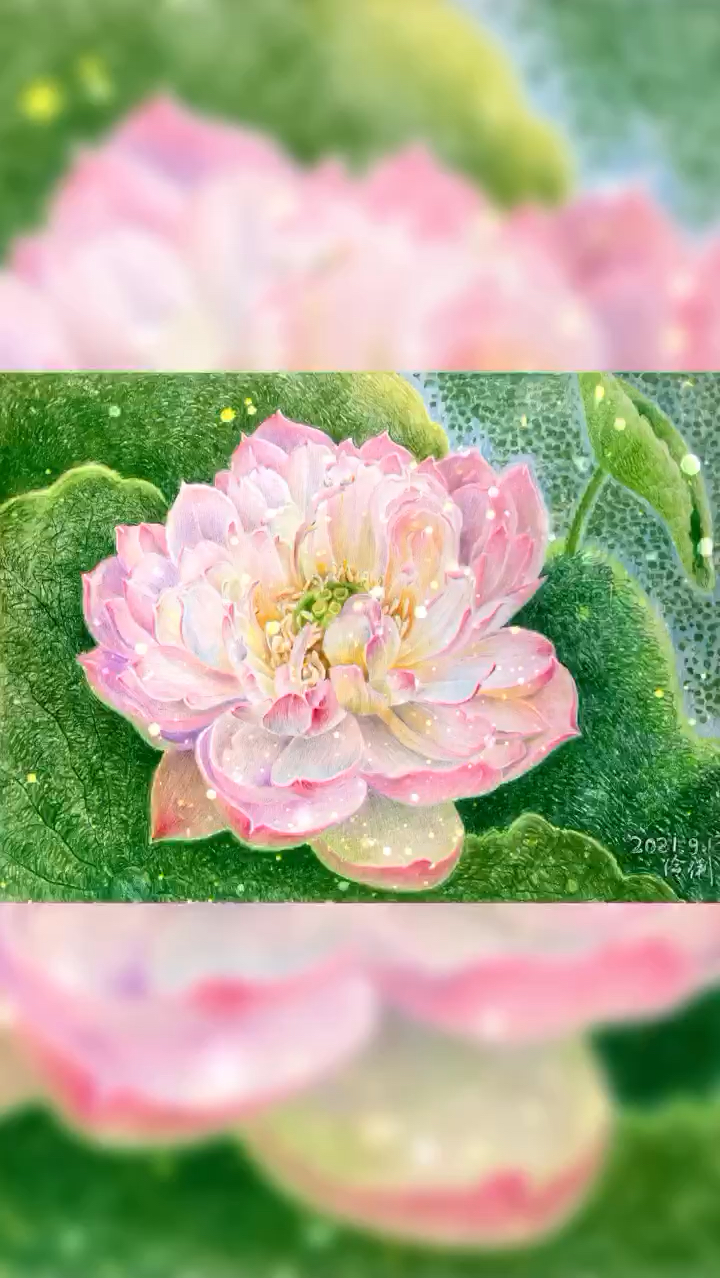 彩铅画荷花