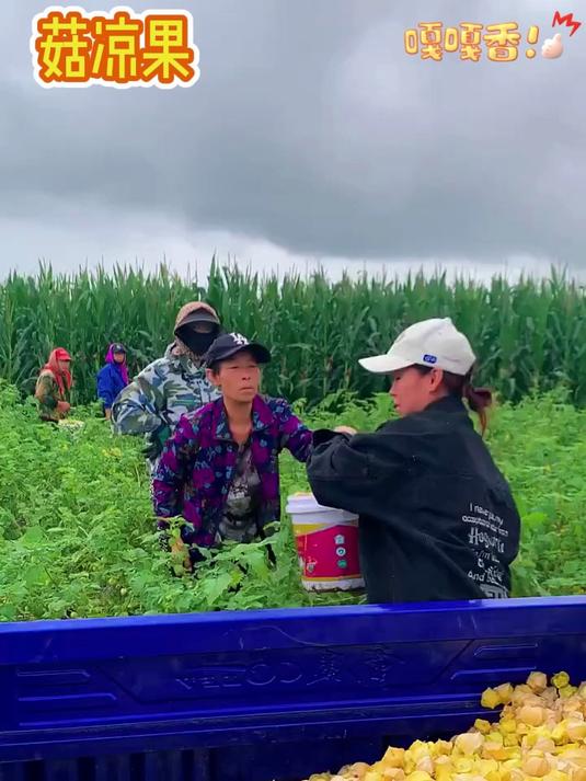 颜值口感双在线!姑娘果凭啥这么火