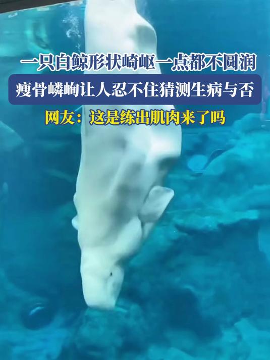 一只白鲸形状崎岖一点都不圆润,瘦骨嶙峋让人忍不住猜测生病与否,网友:这是练出肌肉来了吗