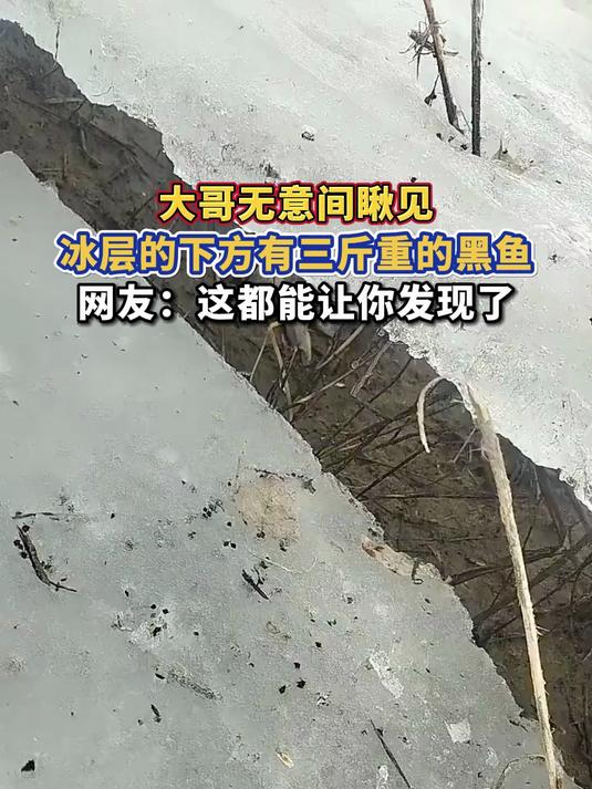 大哥无意间瞅见,冰层的下方有三斤重的黑鱼,网友:这都能让你发现了