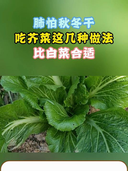 肺怕秋冬干 吃芥菜这几种做法 比白菜合适