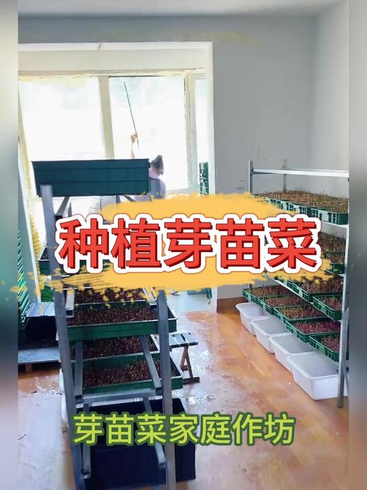 自己在家种植芽苗菜,是一种什么体验