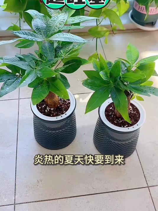 养死3盆多肉后,改养发财树全爆盆,新手秒变园艺达人