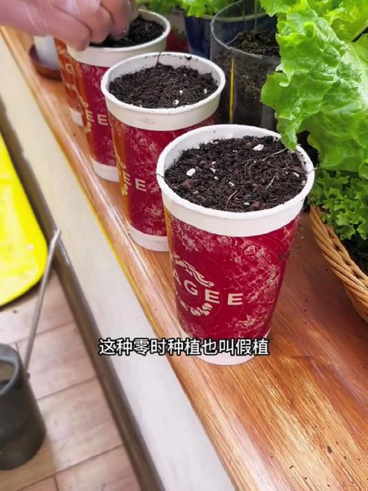 红叶甜菜的种植方法,操作简单