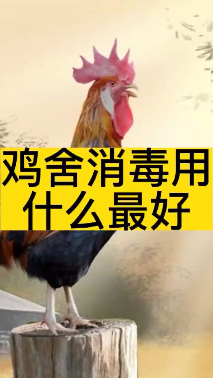 鸡舍消毒用什么最好