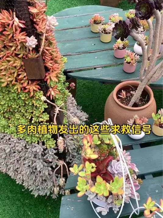 冬天多肉易染真菌病!看懂求救信号,少死几盆!