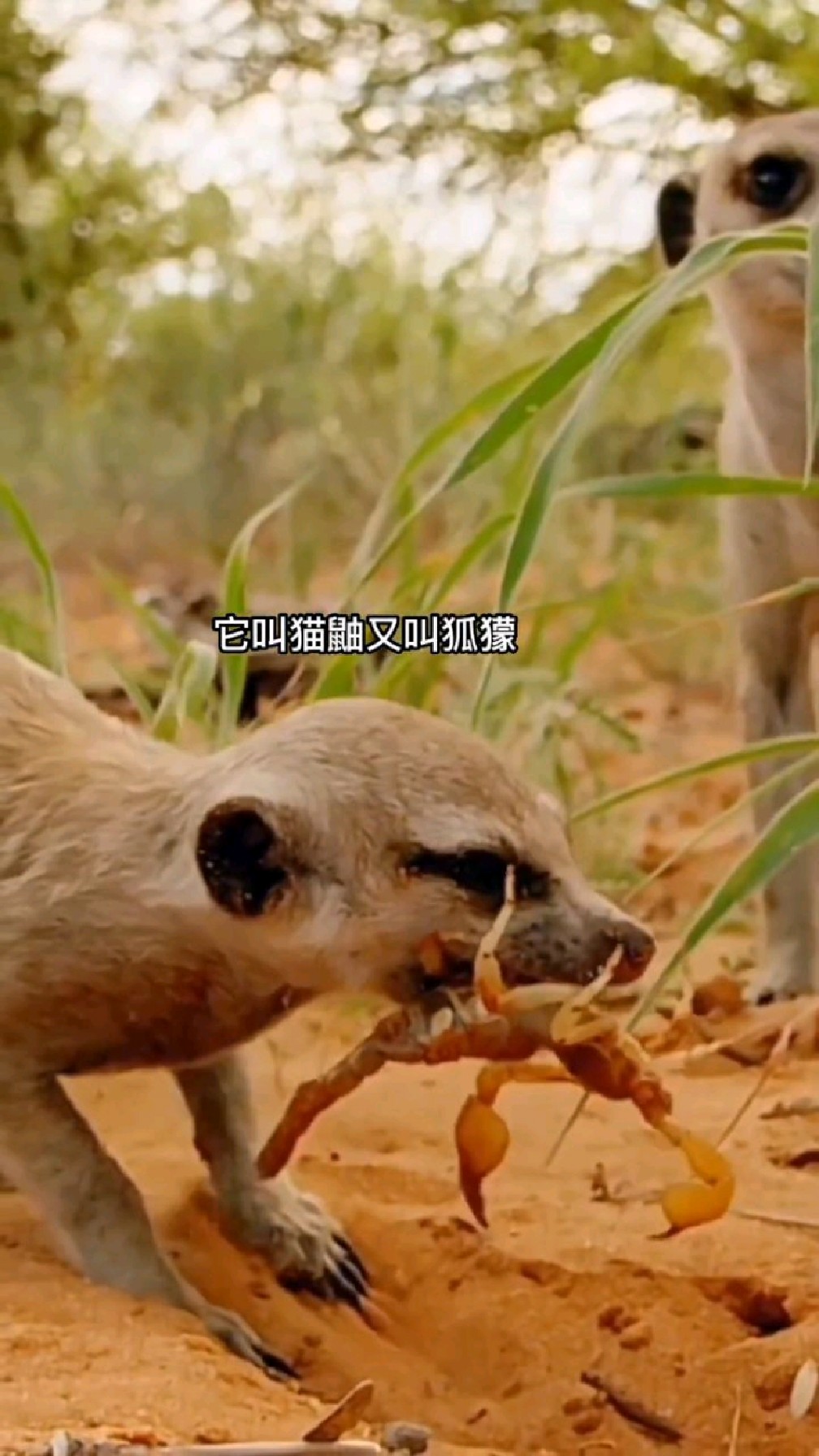 它们竟爱吃蝎子。