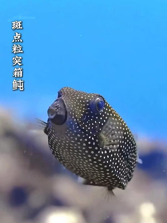 深海里的 “发光鱼”:自带 “小灯笼”,靠生物荧光在黑暗中生存