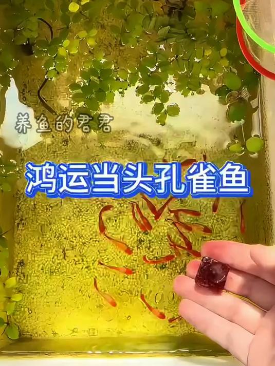 好养好玩好看超能生的鸿运当头孔雀鱼!