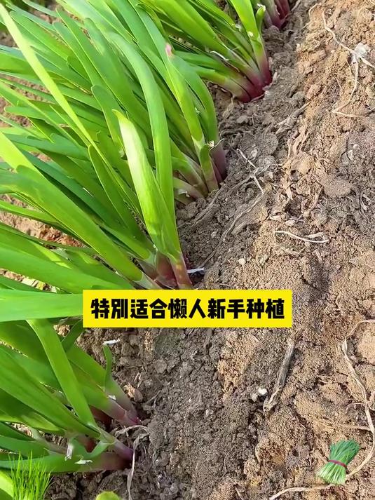 独根红韭菜,浇透水,一茬比一茬嫩