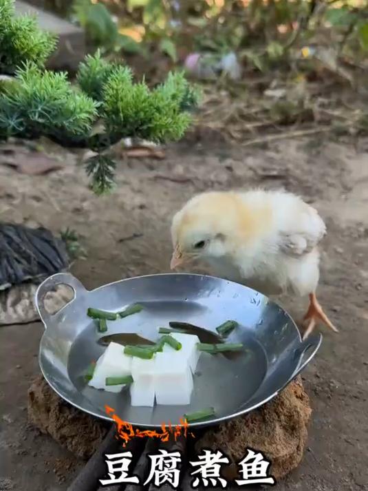 豆腐煮鱼。