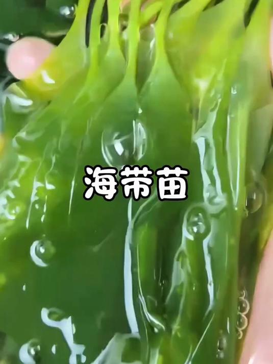 低脂高纤海带嫩苗,轻食养生,开启健康轻生活