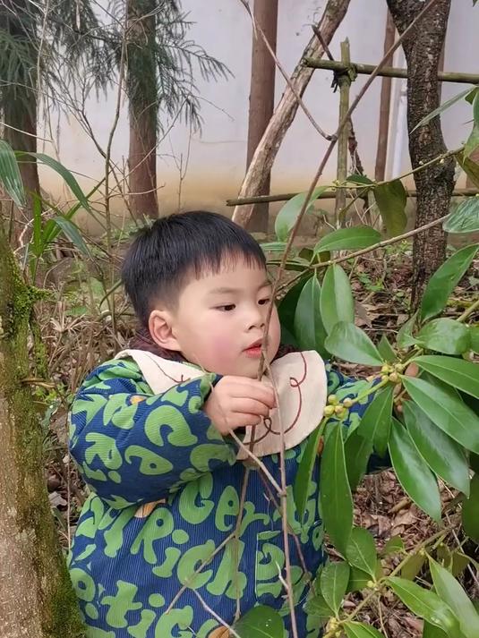 老鸭也带着小鸭出远门了