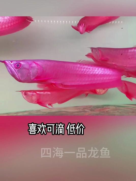 观赏鱼