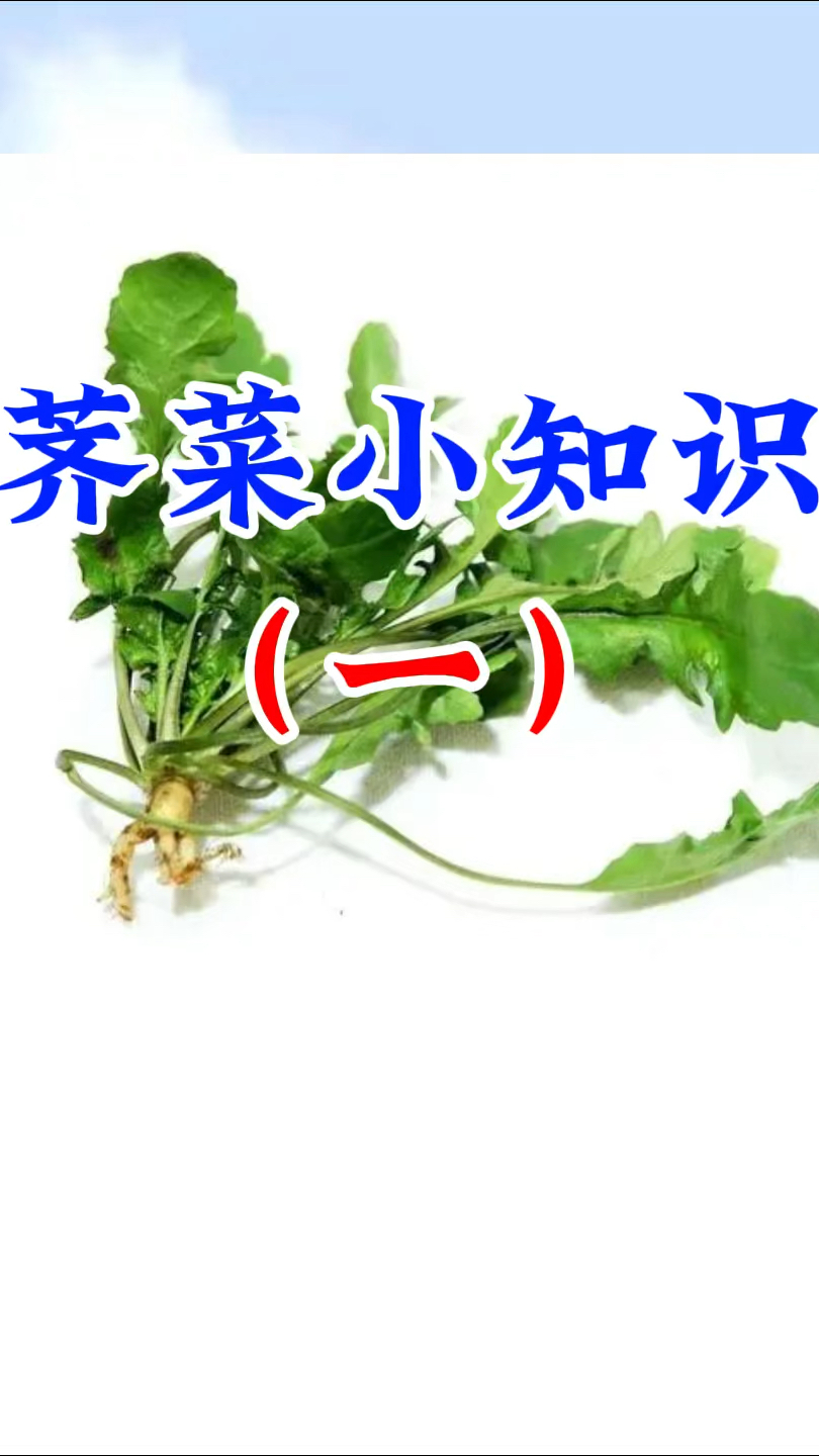 千万别把它当成荠菜来吃,长得很像但不是荠菜!