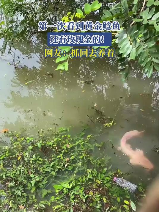 第一次看到黄金鲶鱼,还有玫瑰金的!网友:抓回去养着